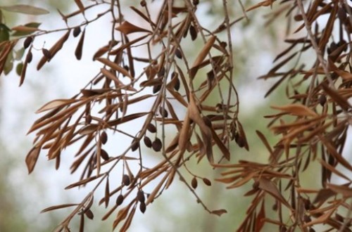 Conferencia sobre los avances contra la Xylella fastidiosa que amenaza la salud del olivar andaluz