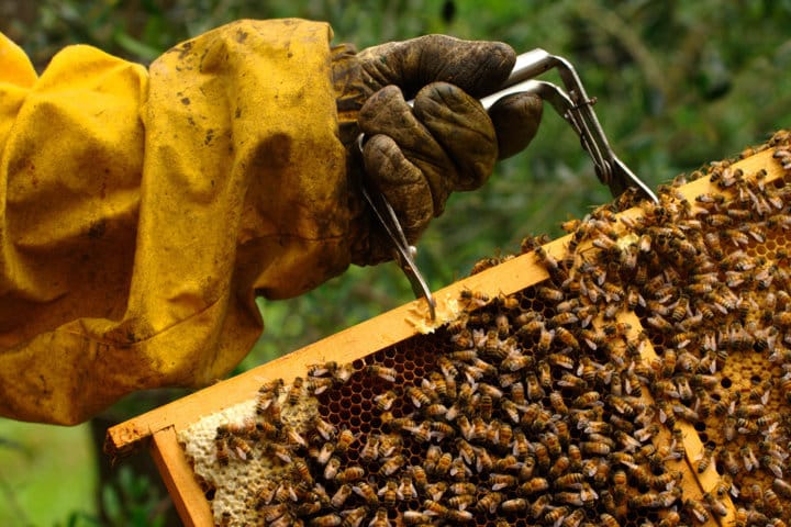 Las altas temperaturas reducen un 70% la producción de miel en España