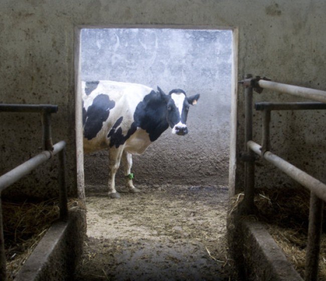 COAG: si Francia puede fijar precios de la leche por encima de costes, España también debería