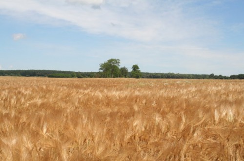 El Magrama prevé casi 14,3 Mt de cereal de otoño invierno en la campaña 2015/16