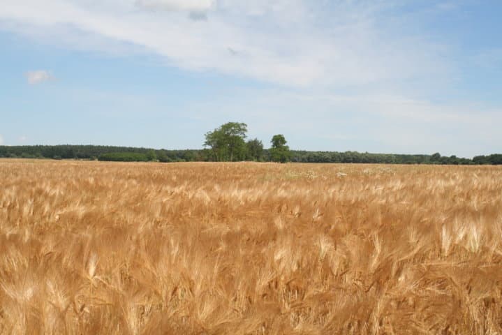 El Magrama prevé casi 14,3 Mt de cereal de otoño invierno en la campaña 2015/16