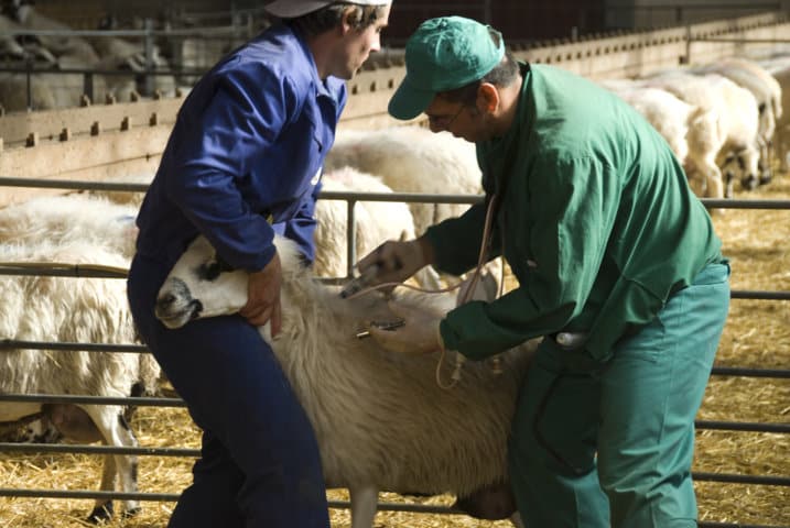 Casi un 85% de los ganaderos, satisfechos con el seguro de retirada de animales muertos