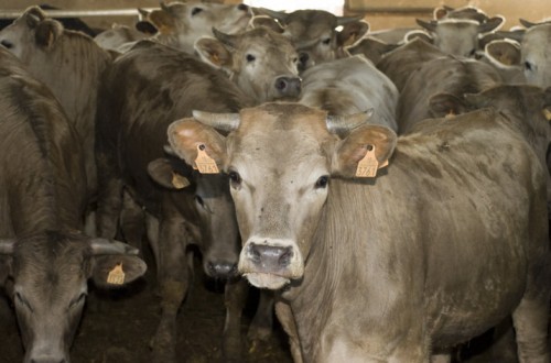 El sector productor de vacuno de carne catalán gestiona exportar animales vivos a Egipto y Turquía