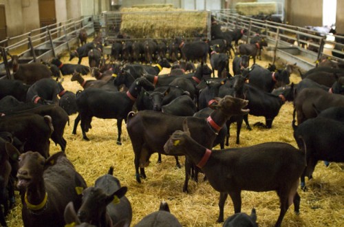 Inlac pide la revisión de los índices de referenciación de los precios de leche de cabra