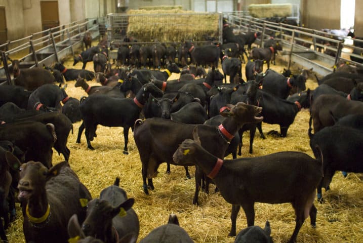 Inlac pide la revisión de los índices de referenciación de los precios de leche de cabra