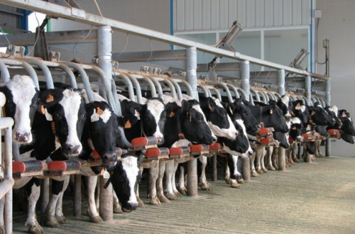 Multa de algo menos de 10,5 millones de euros a 138 ganaderos por superar en 37.500 t la cuota láctea nacional