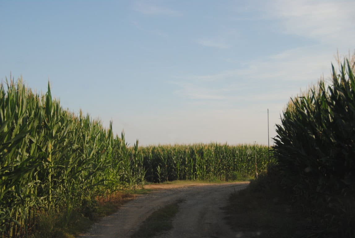 El COPA-Cogeca avanza una fuerte reducción de la cosecha de cereales en la UE-28 este año