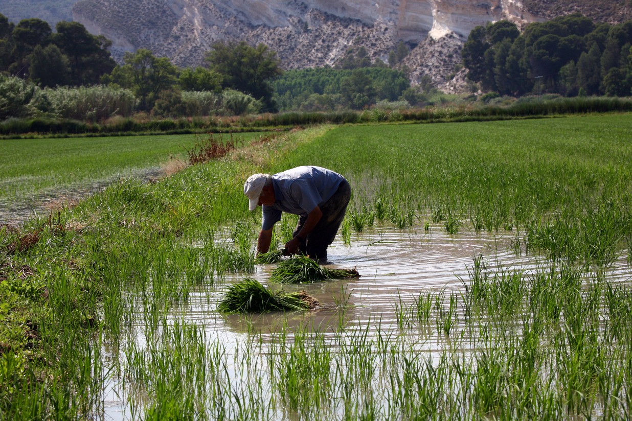 La FAO prevé cosechas mundiales favorables en 2015, con puntos críticos de inseguridad alimentaria