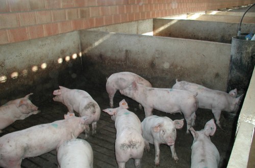 El sector europeo de carne de porcino pide a la CE que intervenga urgentemente ante el veto ruso