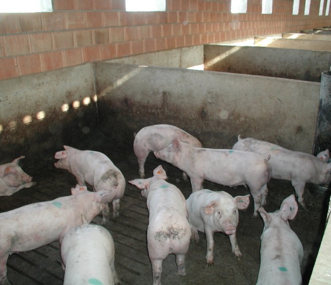 El sector europeo de carne de porcino pide a la CE que intervenga urgentemente ante el veto ruso
