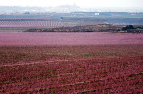 Sigue la importante presión sobre los precios de la fruta de hueso pese a la gran demanda