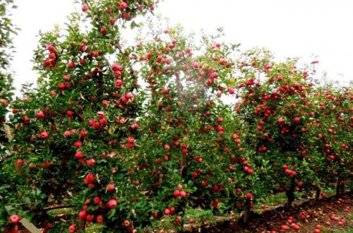 Las cosechas de manzanas y peras, más cortas que en la campaña anterior