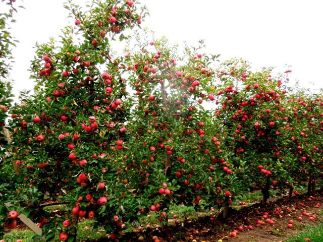 Las cosechas de manzanas y peras, más cortas que en la campaña anterior
