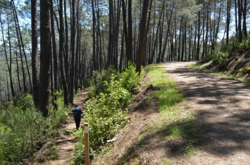 La reforma de la Ley de Montes entrará en vigor el próximo otoño