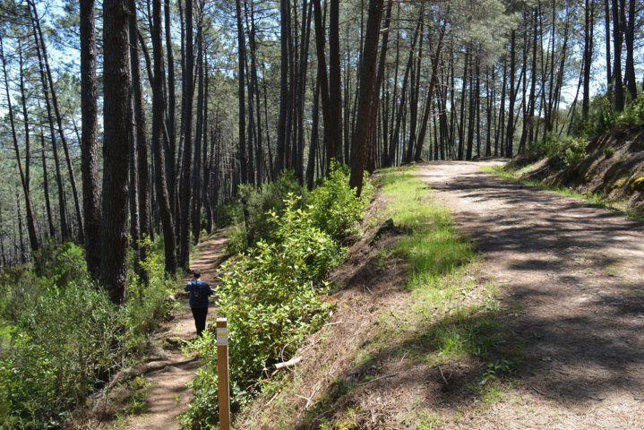 La reforma de la Ley de Montes entrará en vigor el próximo otoño