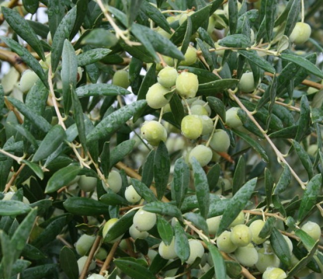 El mercado absorbió ya más de un millón de toneladas de aceite de oliva en la campaña 2014/15