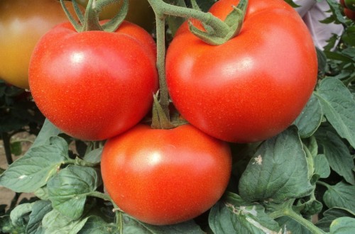Firmado en Murcia el convenio de manipulado del tomate que afecta a 4.500 trabajadores