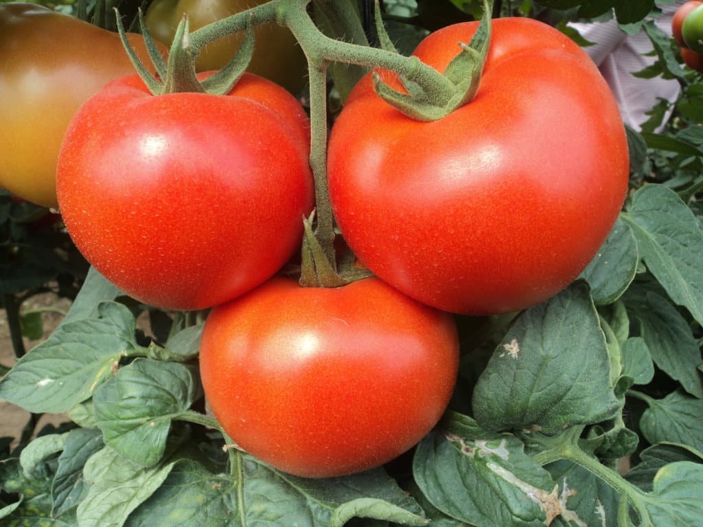 Firmado en Murcia el convenio de manipulado del tomate que afecta a 4.500 trabajadores