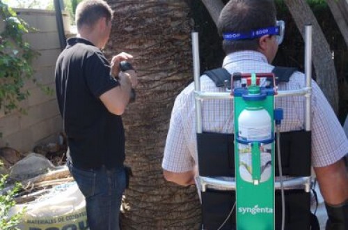 TreeCare, la estrategia de Syngenta contra el picudo rojo de las palmeras