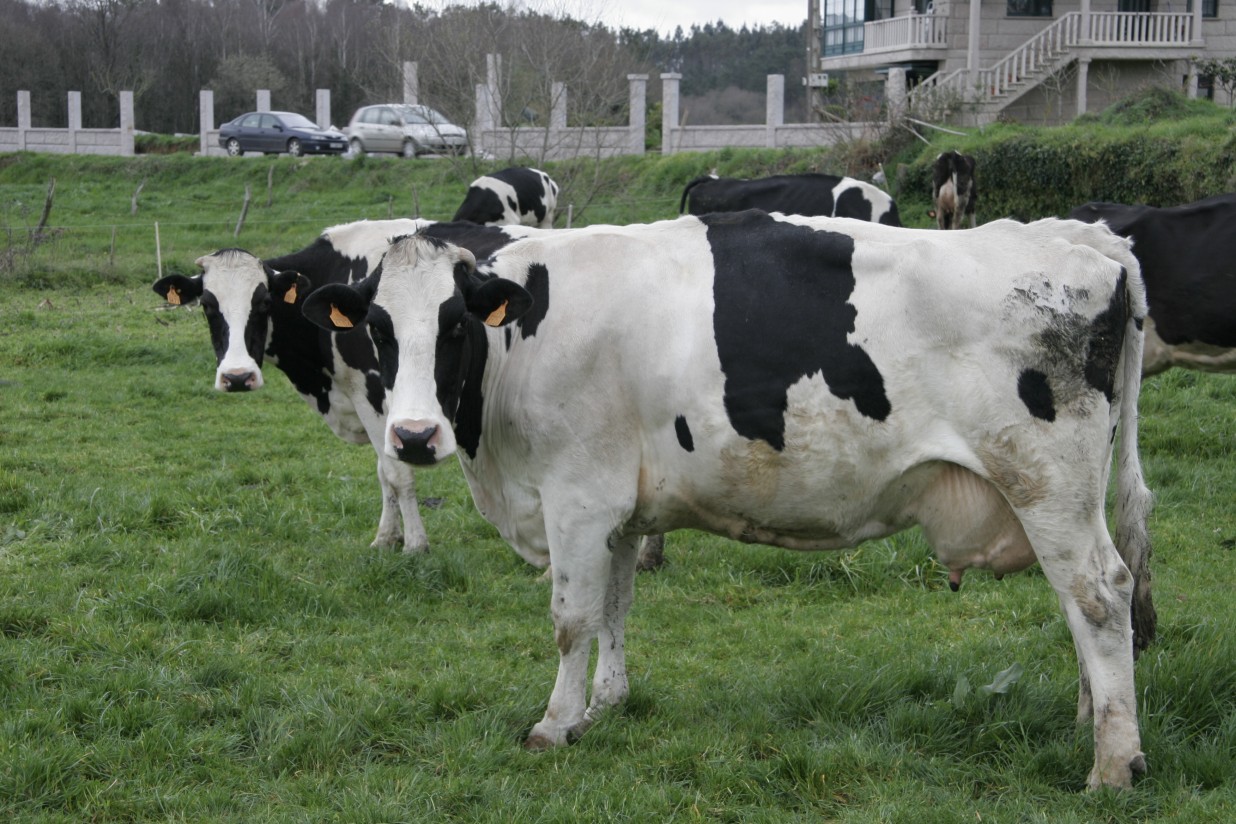 La producción de leche de vaca subió a 617.721 t en mayo y el precio medio cayó a 0,306 /litro