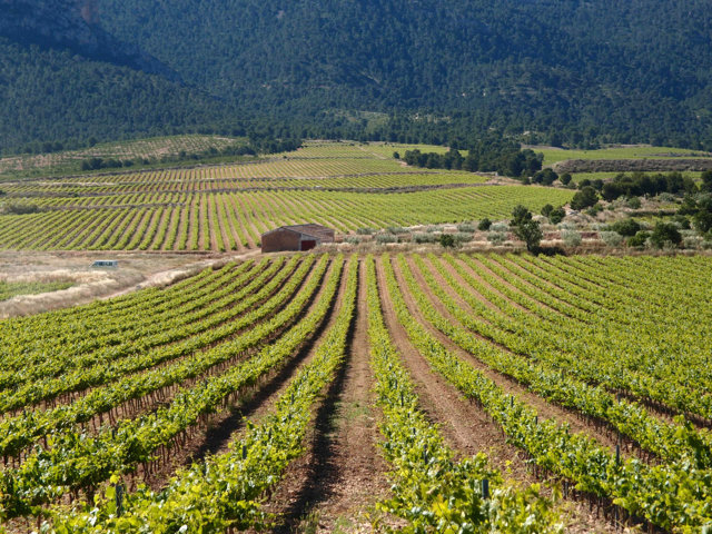 Bruselas publica un nuevo esquema de autorizaciones para las plantaciones de viñedo