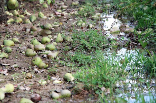 El Gobierno de Aragón destina 58 M a préstamos bonificados para la fruta dulce