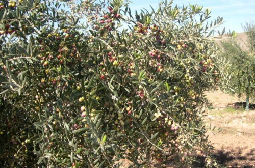 Andalucía impulsa una estrategia propia para evitar la llegada de la ‘Xylella fastidiosa’ al olivar