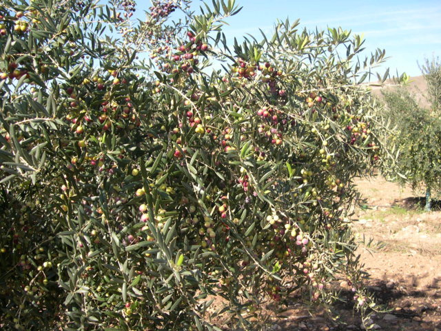 Andalucía impulsa una estrategia propia para evitar la llegada de la ‘Xylella fastidiosa’ al olivar