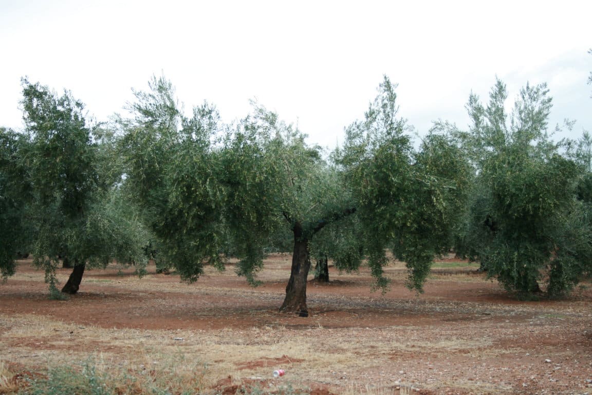 El Copa-Cogeca insta a la CE y a los Estados a reforzar la prevención de la Xylella fastidiosa