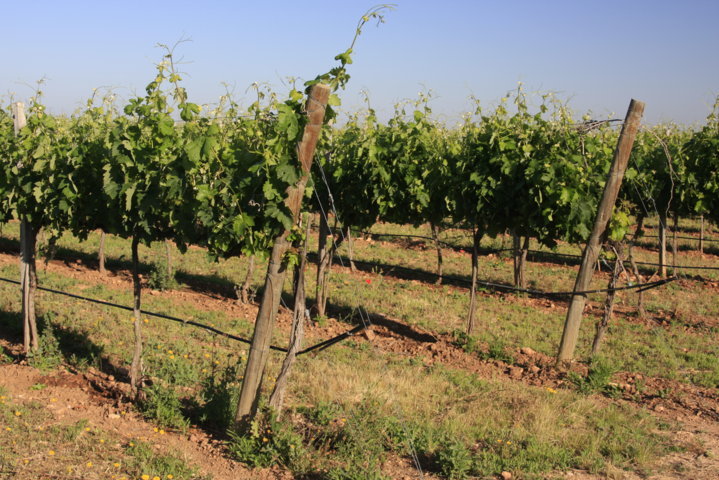 El Gobierno aprueba el nuevo régimen de autorizaciones de plantaciones de viñedo