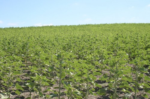 Los rendimientos de girasol en Córdoba serán los más bajos de la última década