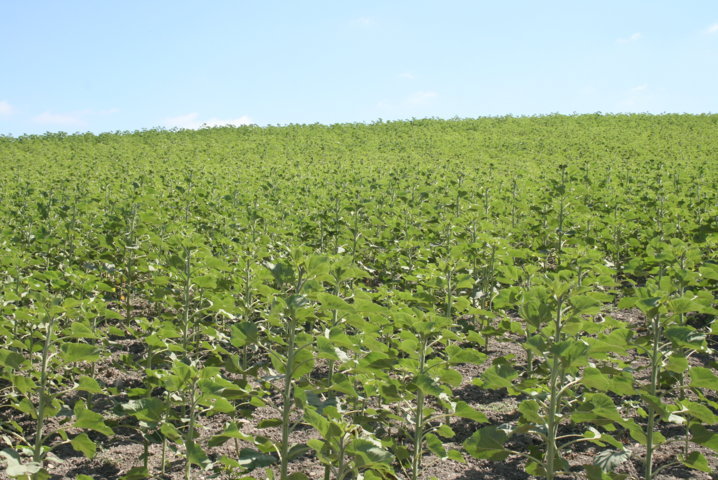 Los rendimientos de girasol en Córdoba serán los más bajos de la última década