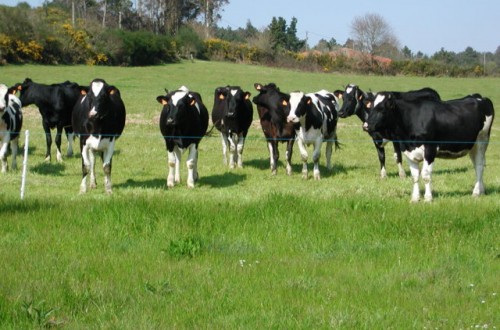 300 euros por vaca para explotaciones que estén vendiendo leche por debajo de rentabilidad