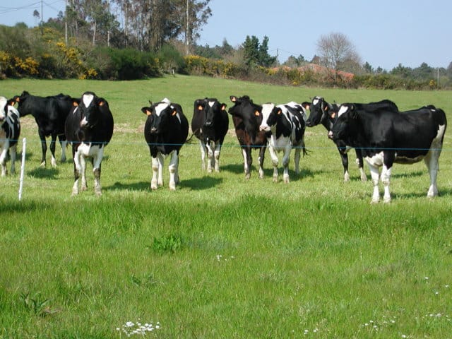 300 euros por vaca para explotaciones que estén vendiendo leche por debajo de rentabilidad