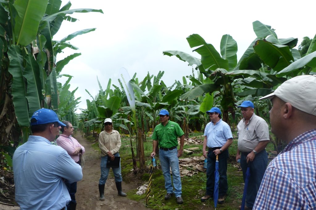 Daymsa presenta en Costa Rica sus soluciones contra la Sigatoka negra del banano