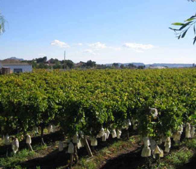 ARAG-Asaja insta a las bodegas a firmar contratos a medio plazo con los viticultores para dar estabilidad a la DOCa Rioja