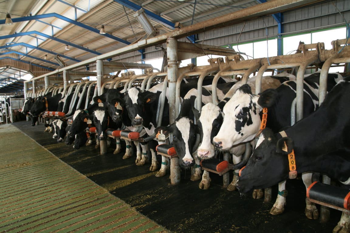 España percibirá 25,53 M del ‘sobre’ de ayuda UE en apoyo a la liquidez de los ganaderos de leche