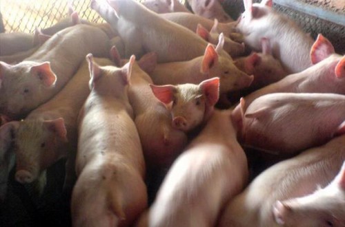 Información pública para las ‘extensiones de norma’ de porcino de capa blanca y ovino de carne