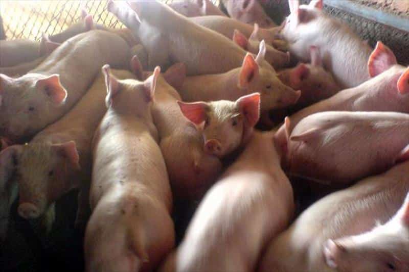 Información pública para las ‘extensiones de norma’ de porcino de capa blanca y ovino de carne