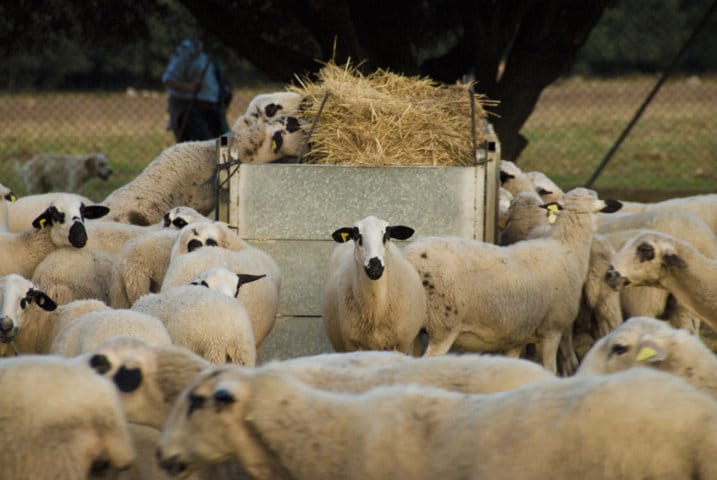 UPA-UCE exige el cumplimiento del reglamento del etiquetado para el sector ovino