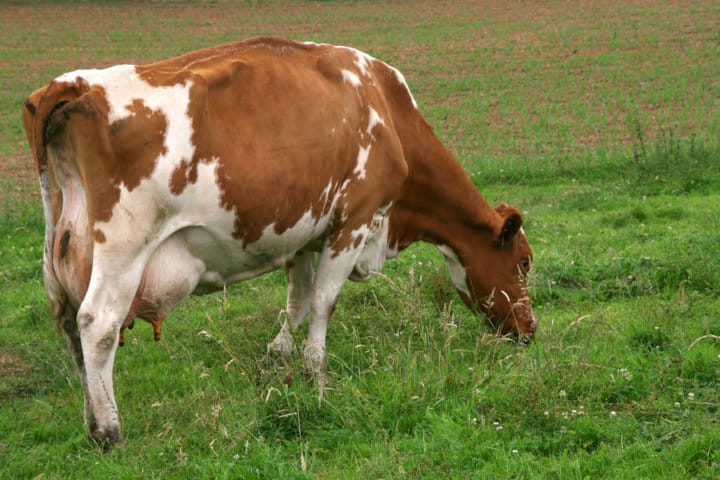 Los precios medios de la leche al ganadero perforaron a la baja en julio pasado los 0,30 /litro