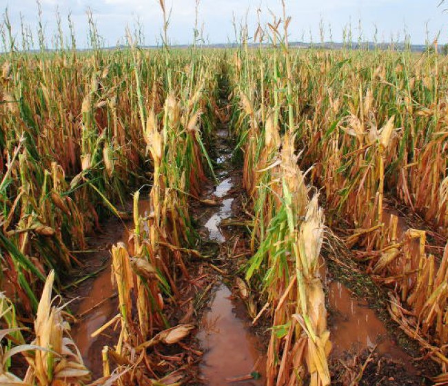 Agroseguro abona 48,3 millones de euros por los siniestros ocurridos en la cosecha de cereales