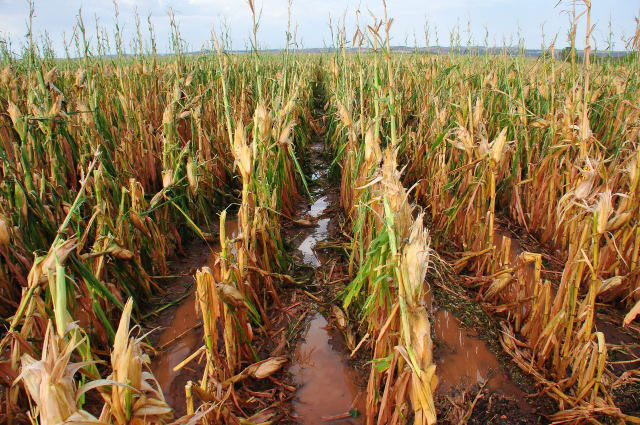 Agroseguro abona 48,3 millones de euros por los siniestros ocurridos en la cosecha de cereales