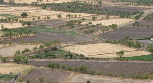 La sequía amenaza al sector hortofrutícola murciano, según ASAJA