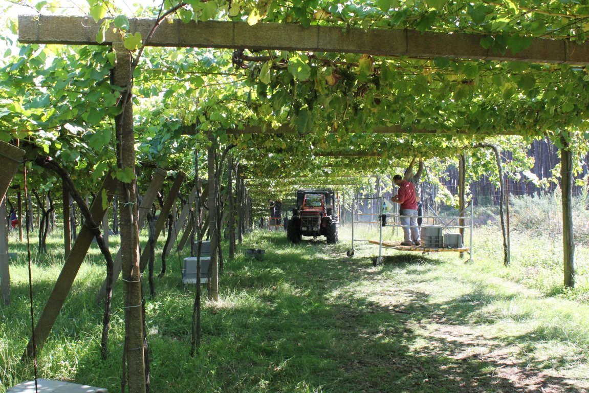 Cooperativas estima 41,1 Mhl de producción vitivinícola en la campaña actual