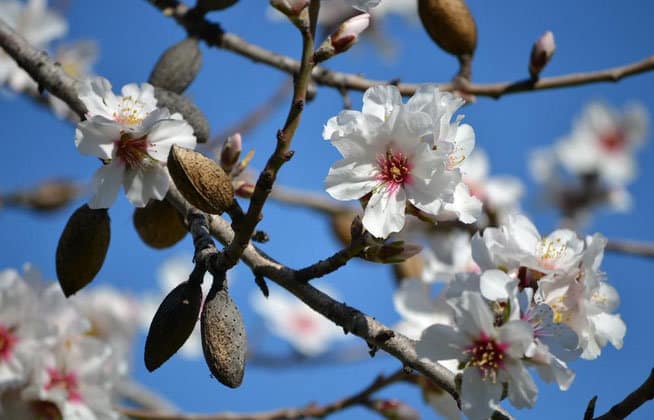 Lleida acoge a los principales expertos en frutos secos en el Simposio Nacional del Almendro