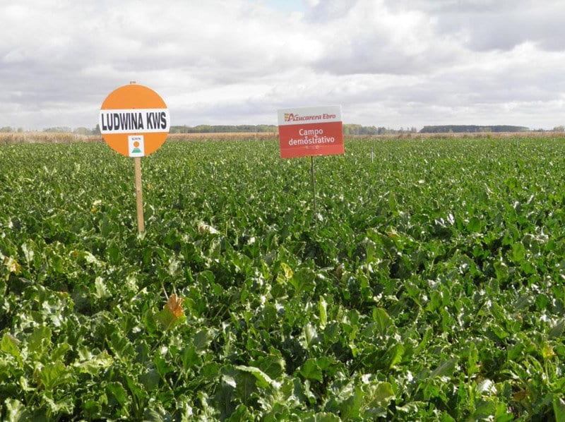 Azucarera inicia su campaña en la zona norte con una estimación de aforo de 2.045.000 t de remolacha