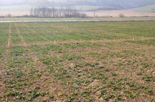 Control de malas hierbas en colza