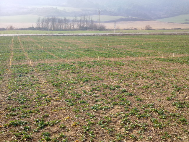 Control de malas hierbas en colza