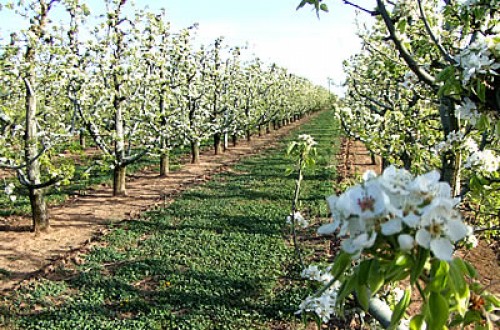 Se constata la tendencia a una menor producción en las campañas de cítricos y fruta de pepita